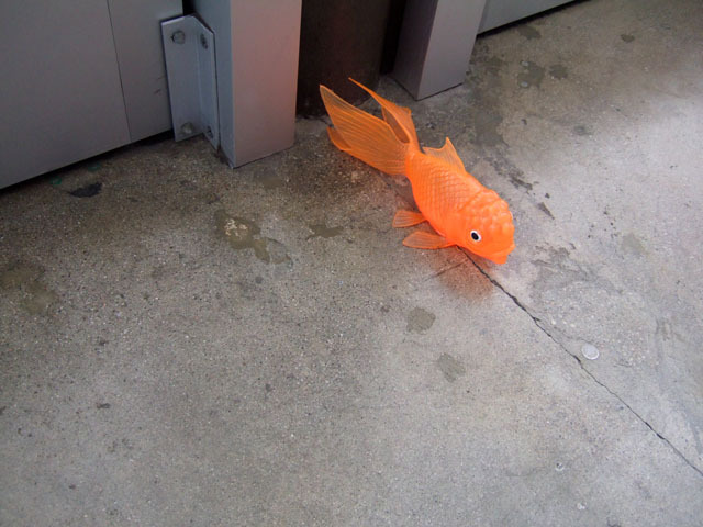 Goldfish on the ground (Next: Duck and Mouse)