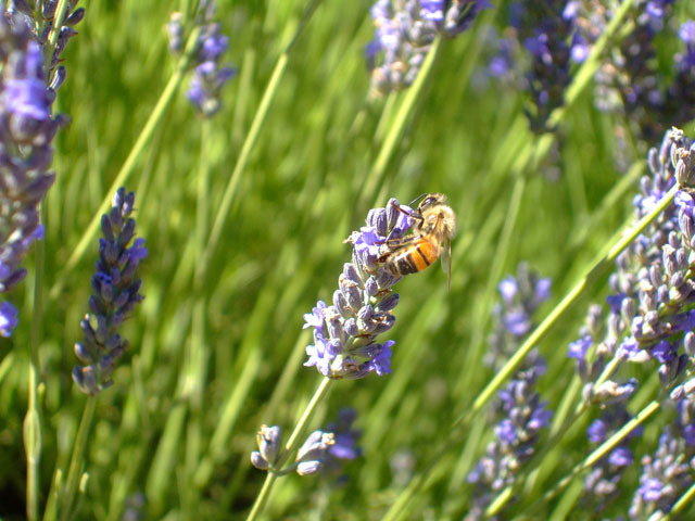 Honey bee + Lavender (Next: Camera girl, bravo !)