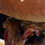 build your own burger