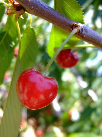 cherry-picking