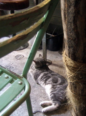 看板ねこ　松子さん